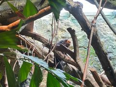 -鸡鸣汤包(红山动物园店)