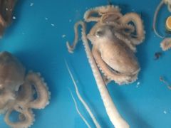 -云南巷海鲜大咖·可加工海鲜