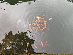 -关门山森林公园