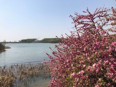 -丁香湖公园