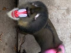 -西安秦岭野生动物园