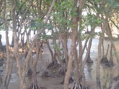 -宝安西湾红树林湿地公园