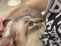 -共舞时光猫咖·狗咖(新街口店)
