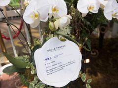 -花之城