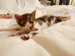 -艾贝尔宠物诊疗