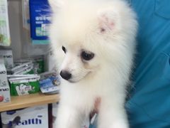 -佳雯宠物医院·皮肤科·内外科(春晓路分院)