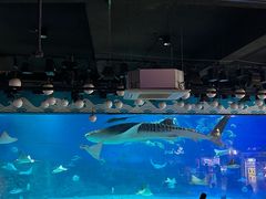 -烟台海昌鲸鲨海洋公园