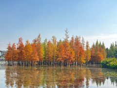 -白鹭湾湿地公园