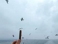-长岛万鸟岛