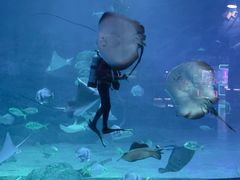 -烟台海昌鲸鲨海洋公园