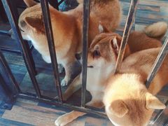 -柴源莊·柴小宠柴犬咖啡