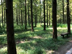 -黄海国家森林公园