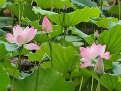 -荔湾湖公园