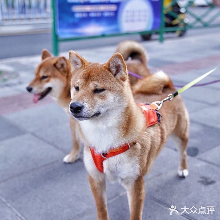 街头随拍｜华山绿地｜闹市区里的街心公园