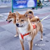 街头随拍｜华山绿地｜闹市区里的街心公园