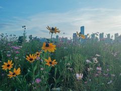 -洋湖国家湿地公园