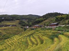 -紫鹊界梯田景区