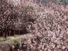 -四明山国家森林公园