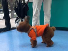 -博特宠物医院24h犬猫全科.骨科·异宠