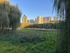 -东坝千亩湖公园