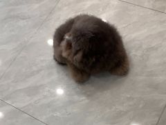 -瑞鹏宠物医院·骨科·猫科·内科(第一中心)