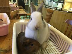 -藦茜花园宠物主题亲子互动体验馆(国顺东路店)