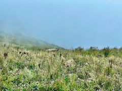 -白草畔自然风景区