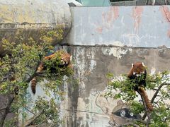 -青藏高原野生动物园