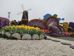 -荷兰花海