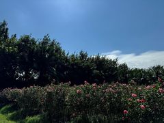 -亚龙湾国际玫瑰谷