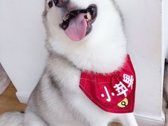 -Husky Go! 哈士奇体验馆·宠物咖啡厅狗咖