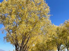 -野鸭湖国家湿地公园