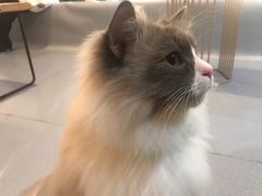 -松果猫咖(桐乡吾悦金街店)