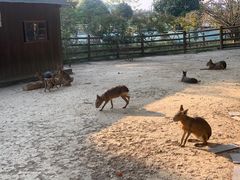 -苏州太湖西山岛开心农场