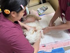 -美联众合动物医院·24h转诊中心