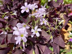 -中环花鸟鱼虫市场