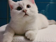 -欣宠猫屋·矮脚拿破仑·蓝金金渐层