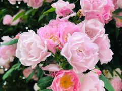 -楠柏弯休闲山庄(梨花溪店)