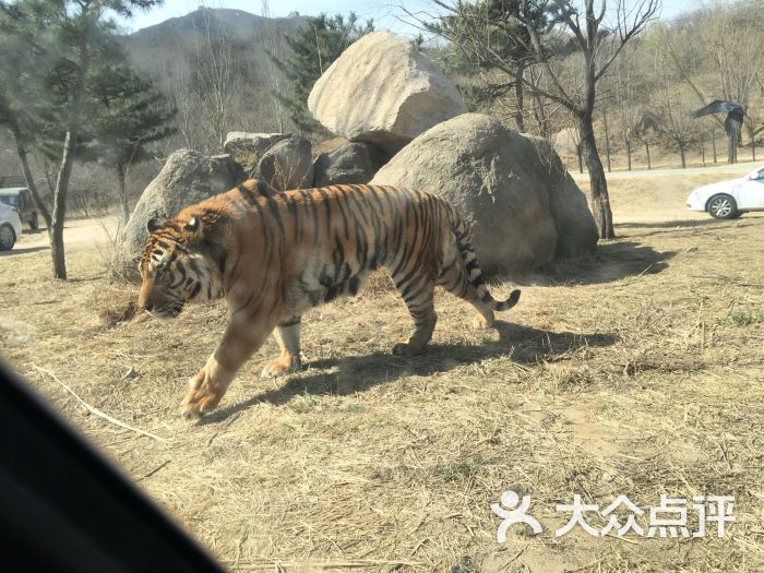 八達嶺野生動物園圖片 - 第15張