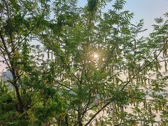 -月湖风景区