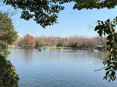 -上海共青森林公园