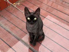 -楼上猫咖(罗湖店)