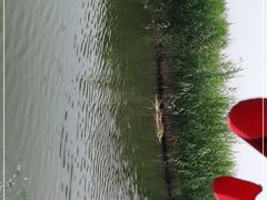 -白洋淀景区