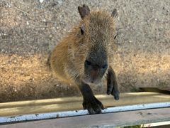 -合肥滨湖国家森林公园