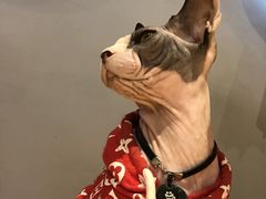 -啵啵喵·猫咖(攀华国际店)