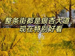 -三里屯东五街银杏大道