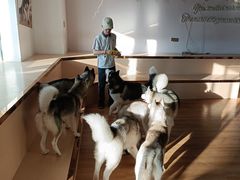 -Husky Go! 哈士奇体验馆·宠物咖啡厅狗咖