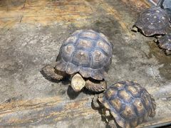 -石家庄市动物园