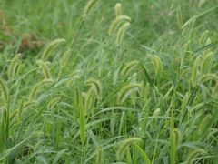 -两河城市森林公园