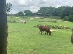 -奥兰多迪士尼动物王国乐园